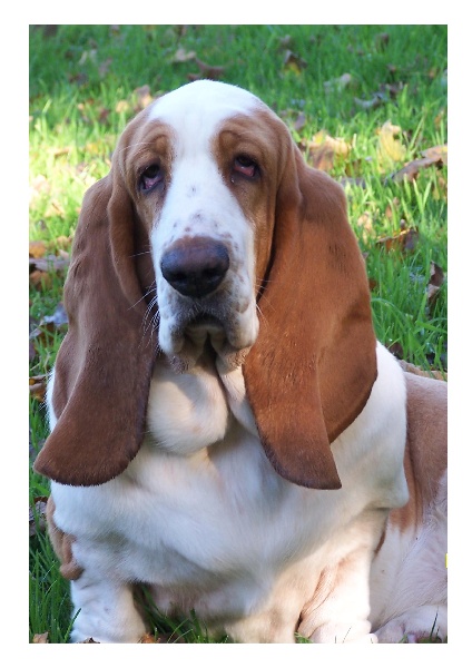 Vénus de l'Orée Chamboisine