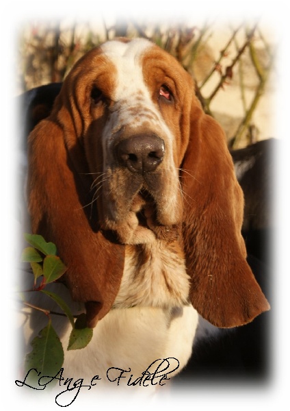 Droopy de l'ange fidèle