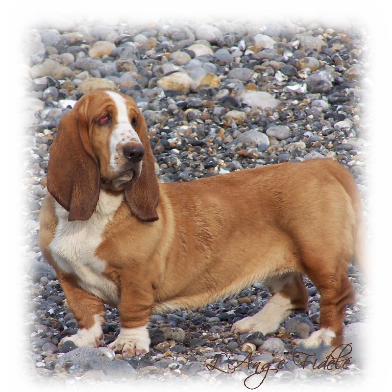 Délice de l'ange fidèle