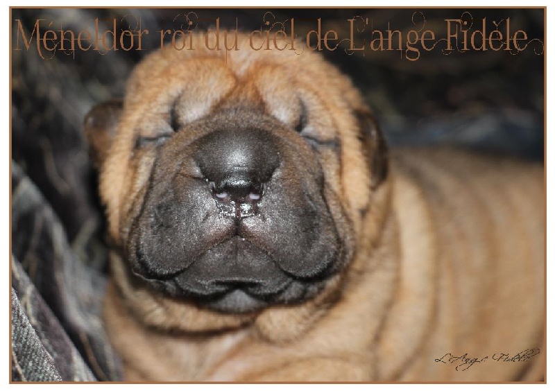 de l'ange fidèle - Chiots disponibles - Shar Pei