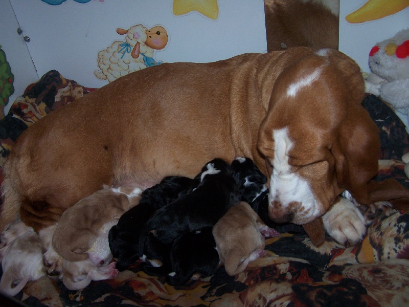 de l'ange fidèle - Basset Hound - Portée née le 03/12/2011