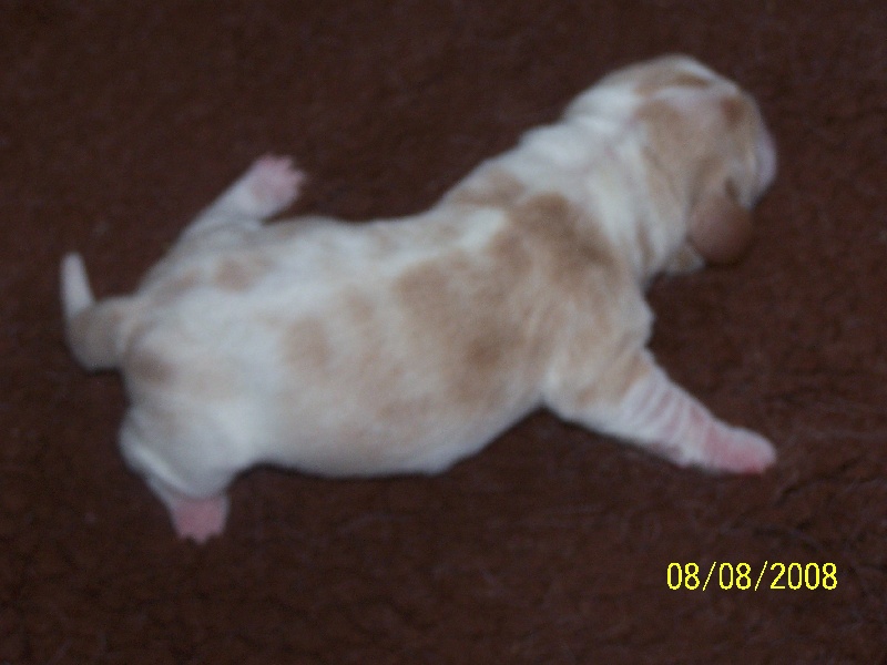 de l'ange fidèle - Basset Hound - Portée née le 08/08/2008