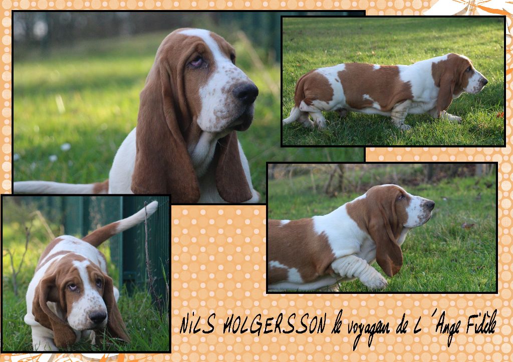 de l'ange fidèle - Basset Hound - Portée née le 15/09/2017