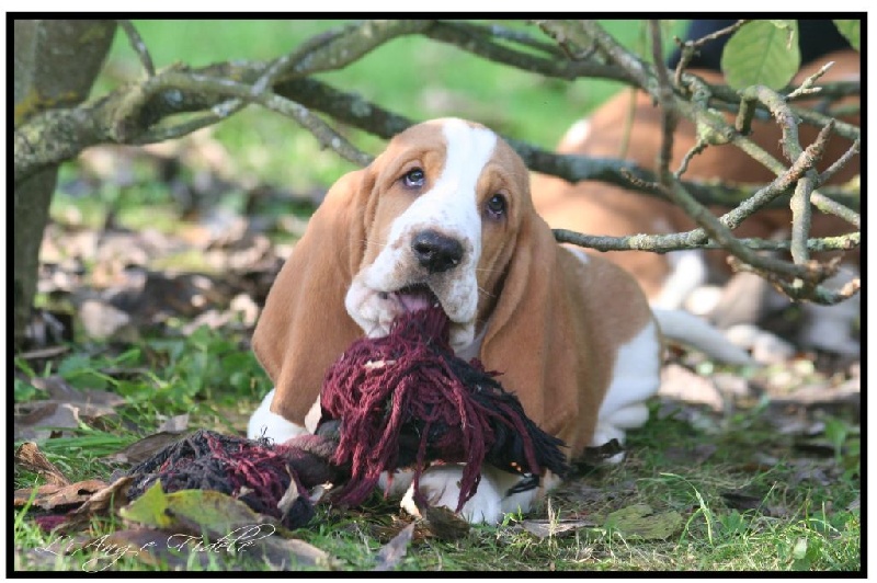 de l'ange fidèle - Basset Hound - Portée née le 04/09/2014