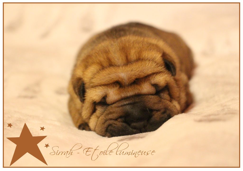 de l'ange fidèle - Chiots disponibles - Shar Pei