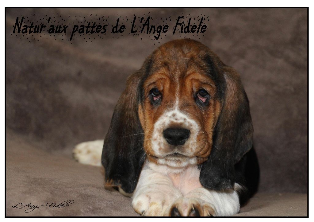 de l'ange fidèle - Basset Hound - Portée née le 23/09/2017