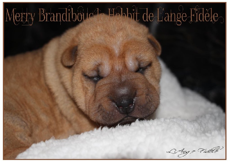 de l'ange fidèle - Chiots disponibles - Shar Pei