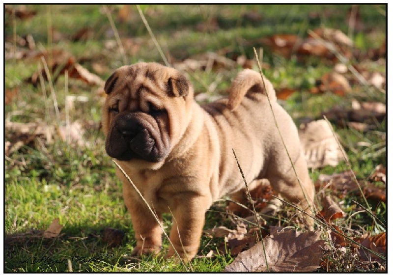 de l'ange fidèle - Shar Pei - Portée née le 09/11/2016