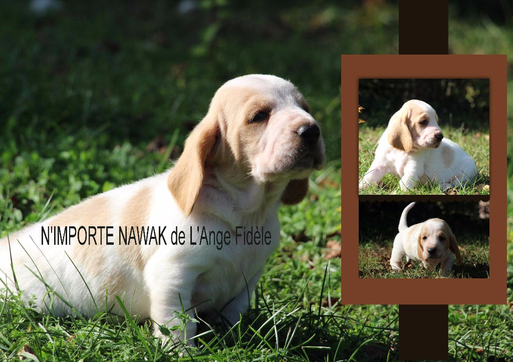 de l'ange fidèle - Basset Hound - Portée née le 15/09/2017