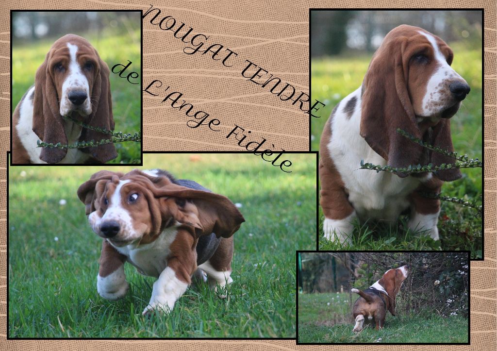 de l'ange fidèle - Chiots disponibles - Basset Hound