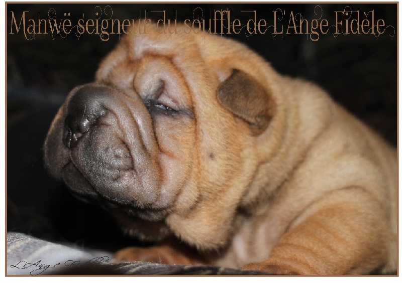 de l'ange fidèle - Chiots disponibles - Shar Pei