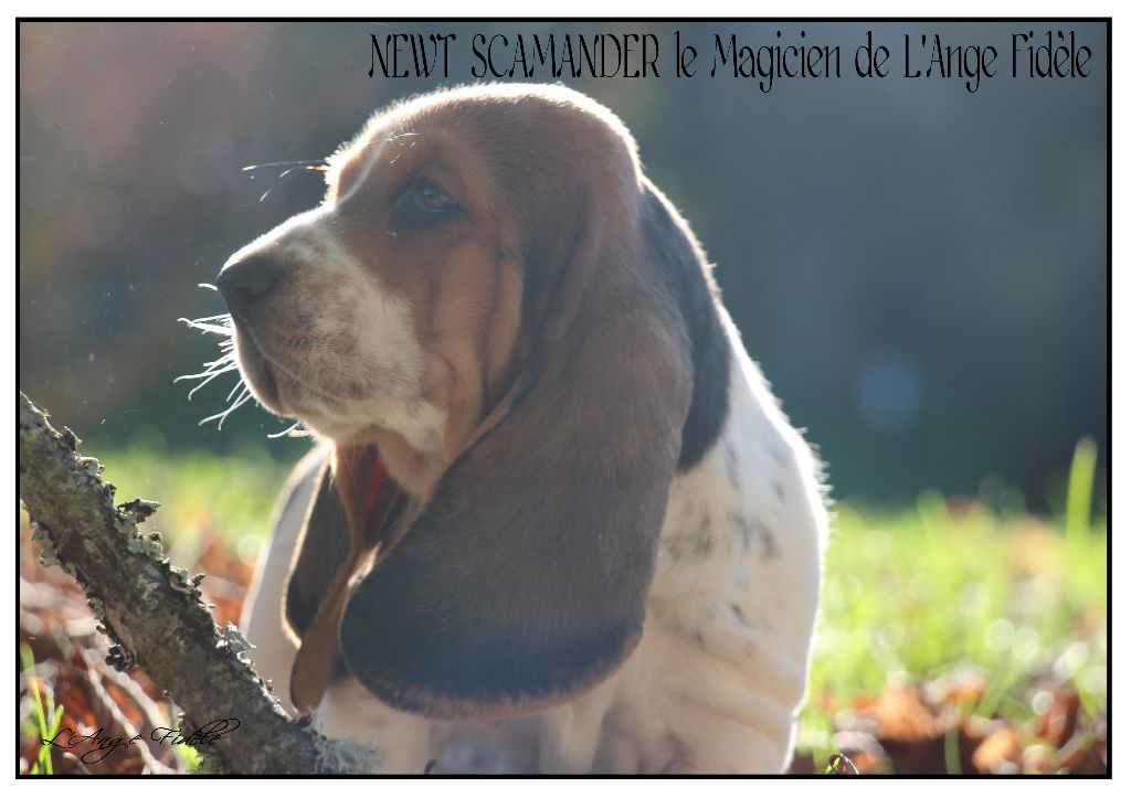 de l'ange fidèle - Basset Hound - Portée née le 15/09/2017