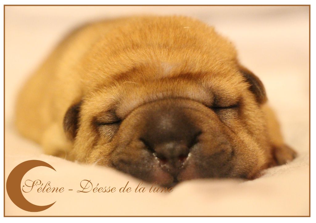 de l'ange fidèle - Chiots disponibles - Shar Pei