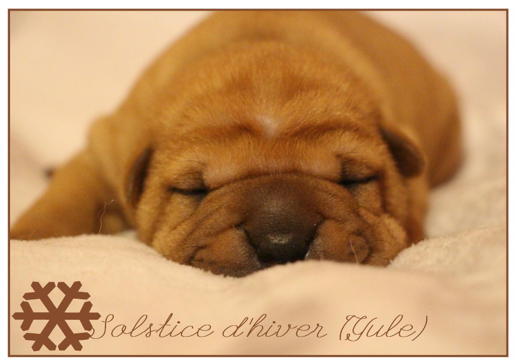 de l'ange fidèle - Chiots disponibles - Shar Pei