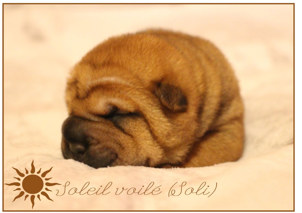 de l'ange fidèle - Chiots disponibles - Shar Pei