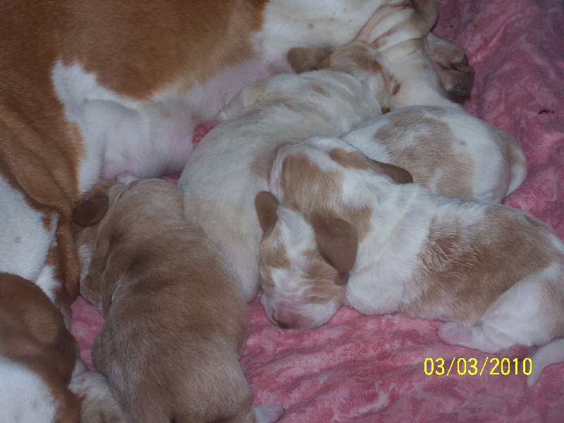 Chiot Basset Hound de l'ange fidèle